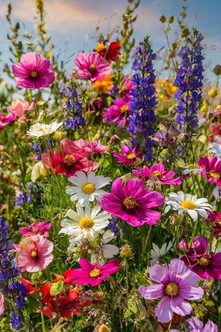 Secret Garden: Lush Vivid Blossom Mix